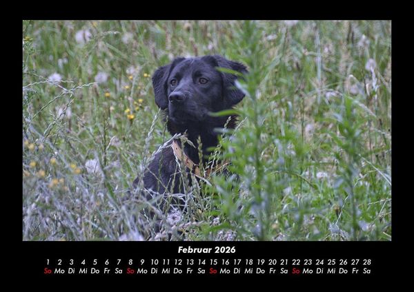 Produktbild: Hundezauber 2026 Fotokalender DIN A3
