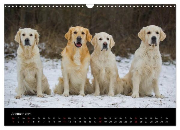 Produktbild: Golden Retriever - Ein Herz auf 4 Pfoten (Wandkalender 2026 DIN A3 quer), CALVENDO Monatskalender