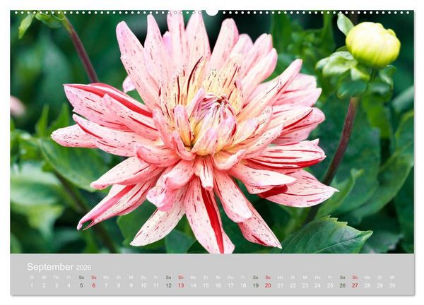Produktbild: Dahlien - Prachtvolle Bl&uuml;ten des Sp&auml;tsommers (Wandkalender 2026 DIN A2 quer), CALVENDO Monatskalender