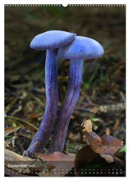 Produktbild: Kuriosit&auml;ten aus der Welt der Pilze (hochwertiger Premium Wandkalender 2027 DIN A2 hoch), Kunstdruck in Hochglanz