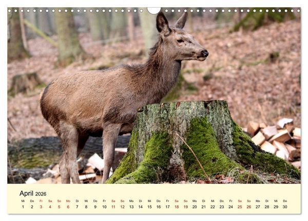 Produktbild: Der Rothirsch - Der K&ouml;nig in unseren W&auml;ldern (Wandkalender 2026 DIN A3 quer), CALVENDO Monatskalender