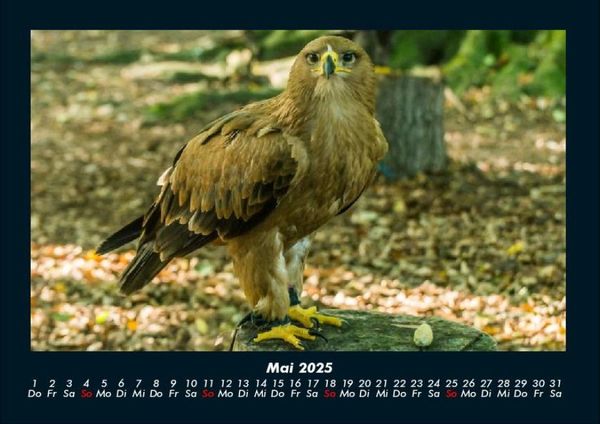 Produktbild: Adler 2025 Fotokalender DIN A4