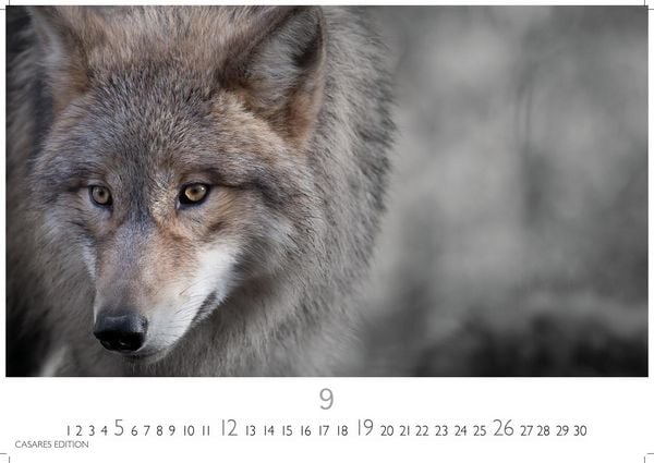 Produktbild: W&ouml;lfe Kalender 2027 &ndash; Wandkalender | Fotokalender Tierkalender 24x35cm - . mit faszinierenden Wolf-Motiven,
