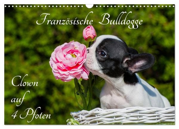 Französische Bulldogge - Clown auf 4 Pfoten (Wandkalender 2026 DIN A3 quer), CALVENDO Monatskalender