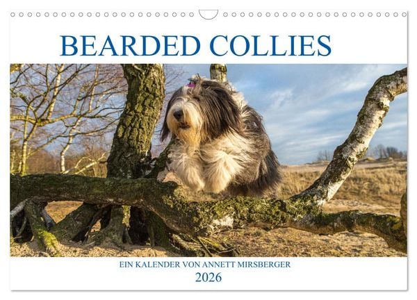 BEARDED COLLIES 2026 (Wandkalender 2026 DIN A3 quer), CALVENDO Monatskalender