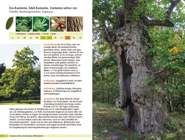 Produktbild: B&auml;ume bestimmen - Knospen, Bl&uuml;ten, Bl&auml;tter, Fr&uuml;chte