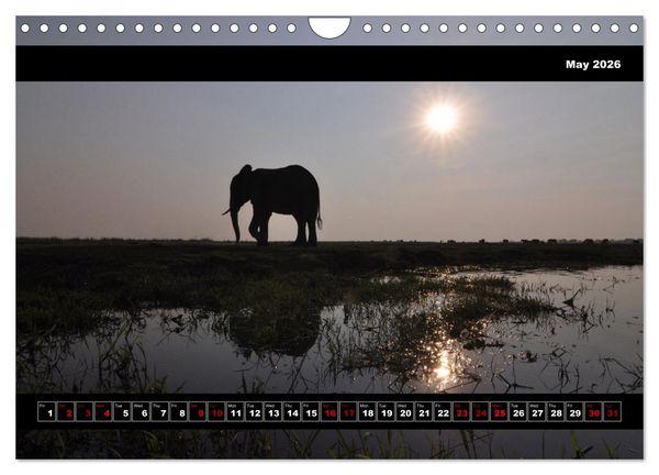 Produktbild: Elephants of Botswana (Wall Calendar 2026 DIN A4 landscape), CALVENDO 12 Month Wall Calendar