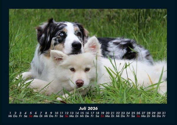 Produktbild: Hunde 2026 Fotokalender DIN A4