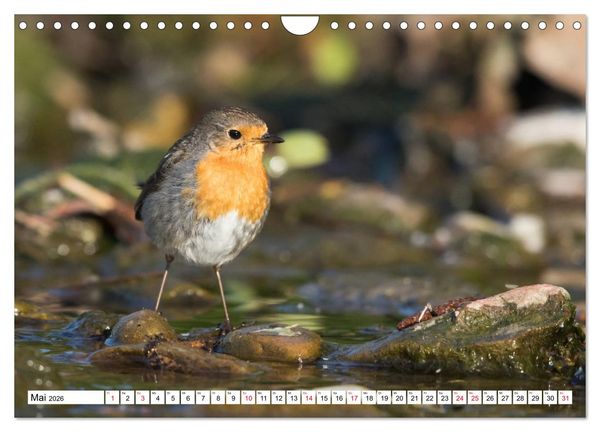 Produktbild: Geliebtes Rotkehlchen (Wandkalender 2026 DIN A4 quer), CALVENDO Monatskalender
