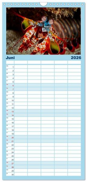 Produktbild: Familienplaner 2026 - Faszinierende Meereswelt der Malediven mit 5 Spalten (Wandkalender, 21 x 45 cm) CALVENDO