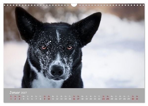 Produktbild: Border Collie Kalender &ndash; Ausdrucksstarke Close-up-Portraits durch die Jahreszeiten (Wandkalender 2027 DIN A3 quer), CALVENDO Monatskalender