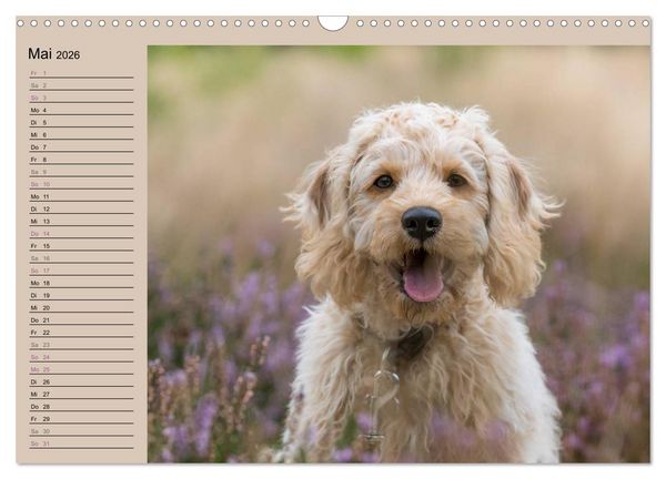 Produktbild: Ein Labradoodle-Welpe in der Heide (Wandkalender 2026 DIN A3 quer), CALVENDO Monatskalender