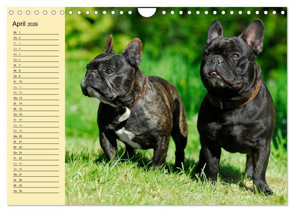 Produktbild: Franz&ouml;sische Bulldogge - Clown auf 4 Pfoten (Wandkalender 2026 DIN A4 quer), CALVENDO Monatskalender