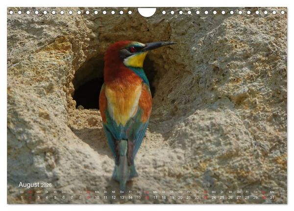 Produktbild: Europ&auml;ische Bienenfresser (Wandkalender 2026 DIN A4 quer), CALVENDO Monatskalender