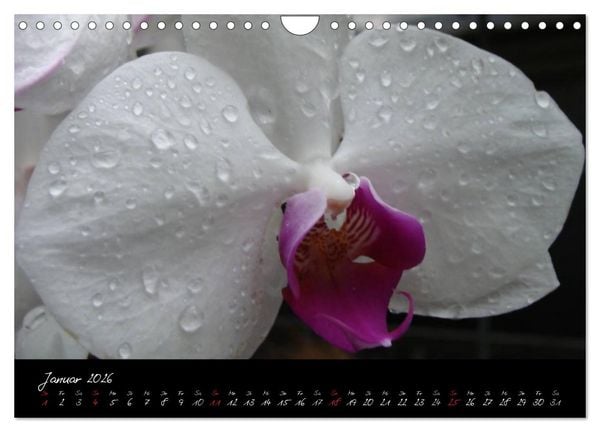 Produktbild: Farbenreiche Orchideen (Wandkalender 2026 DIN A4 quer), CALVENDO Monatskalender