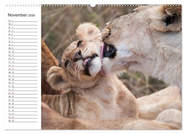 Produktbild: Emotionale Momente: L&ouml;wenbabys - so s&uuml;&szlig;. (Wandkalender 2026 DIN A2 quer), CALVENDO Monatskalender