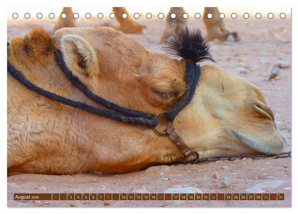 Produktbild: Kamele &bull; Dromedar & Trampeltier (Tischkalender 2026 DIN A5 quer), CALVENDO Monatskalender