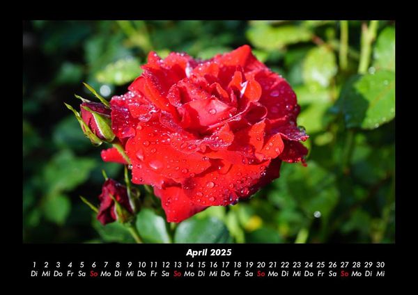 Produktbild: Natur 2025 Fotokalender DIN A3
