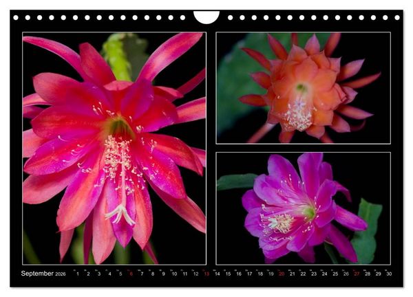 Produktbild: Epiphyllum-Hybriden (Wandkalender 2026 DIN A4 quer), CALVENDO Monatskalender