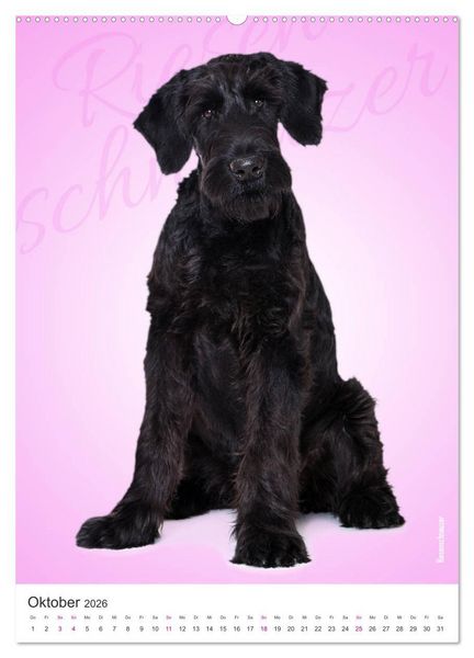 Produktbild: Kunterbunte Hundewelpen (Wandkalender 2026 DIN A2 hoch), CALVENDO Monatskalender