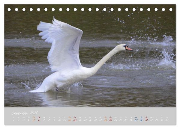 Produktbild: Schwanenfamilie, vom Ei bis zum Fliegen. (Tischkalender 2026 DIN A5 quer), CALVENDO Monatskalender
