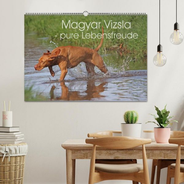 Produktbild: Magyar Vizsla - pure Lebensfreude (Wandkalender 2026 DIN A2 quer), CALVENDO Monatskalender