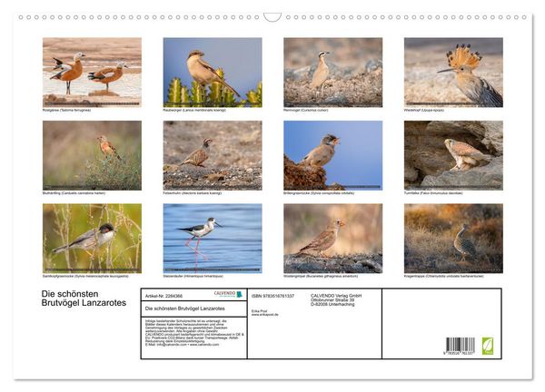 Produktbild: Die sch&ouml;nsten Brutv&ouml;gel Lanzarotes (Wandkalender 2027 DIN A2 quer), CALVENDO Monatskalender