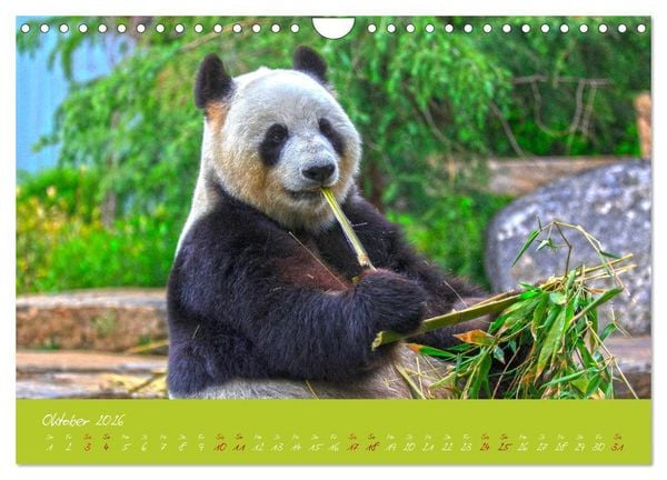 Produktbild: Der Gro&szlig;e Panda Ein kuscheliger Geselle (Wandkalender 2026 DIN A4 quer), CALVENDO Monatskalender