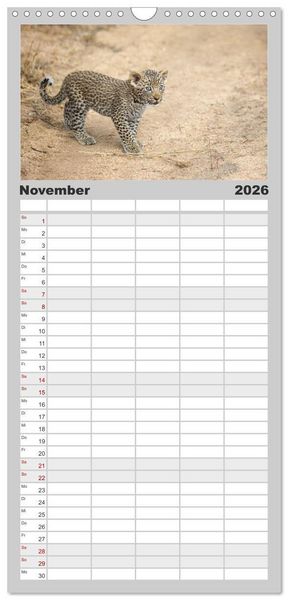 Produktbild: Familienplaner 2026 - Raubkatzenkinder mit 5 Spalten (Wandkalender, 21 x 45 cm) CALVENDO