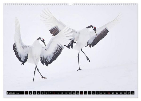 Produktbild: Japanische Vogelwelt im Winter (hochwertiger Premium Wandkalender 2026 DIN A2 quer), Kunstdruck in Hochglanz