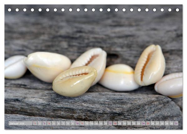 Produktbild: H&auml;user der Meere: Muscheln - Seeigel - Schnecken (Tischkalender 2026 DIN A5 quer), CALVENDO Monatskalender