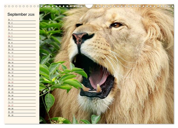 Produktbild: L&ouml;wen (Wandkalender 2026 DIN A3 quer), CALVENDO Monatskalender