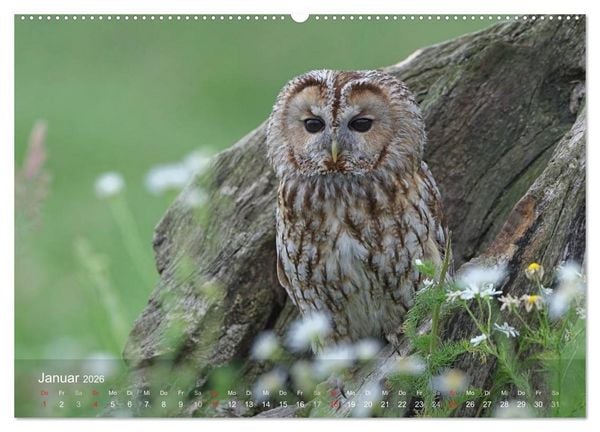 Produktbild: Eulen-Kalender (hochwertiger Premium Wandkalender 2026 DIN A2 quer), Kunstdruck in Hochglanz