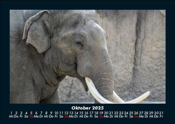 Produktbild: Elefanten Kalender 2025 Fotokalender DIN A5