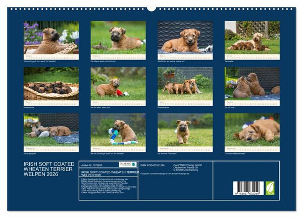 Produktbild: IRISH SOFT COATED WHEATEN TERRIER WELPEN 2026 (Wandkalender 2026 DIN A2 quer), CALVENDO Monatskalender