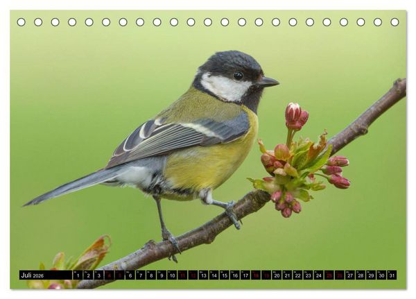 Produktbild: V&ouml;gel aus dem Garten (Tischkalender 2026 DIN A5 quer), CALVENDO Monatskalender