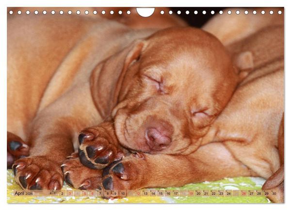 Produktbild: Magyar Vizsla - Vielseitiger Jagdhund mit Familienanschluss (Wandkalender 2026 DIN A4 quer), CALVENDO Monatskalender