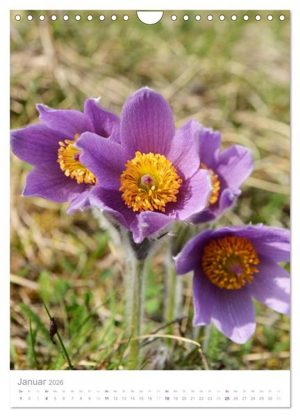 Produktbild: Alpenblumen (Wandkalender 2026 DIN A4 hoch), CALVENDO Monatskalender