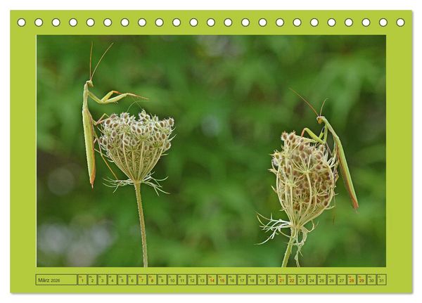 Produktbild: Die Gottesanbeterin Mantis Religiosa (Tischkalender 2026 DIN A5 quer), CALVENDO Monatskalender