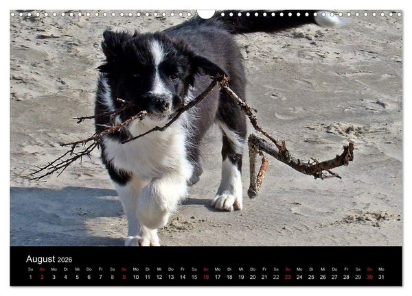 Produktbild: Border Collies machen Urlaub in D&auml;nemark (Wandkalender 2026 DIN A3 quer), CALVENDO Monatskalender