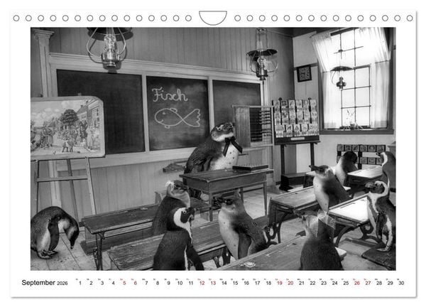 Produktbild: Pinguine privat (Wandkalender 2026 DIN A4 quer), CALVENDO Monatskalender