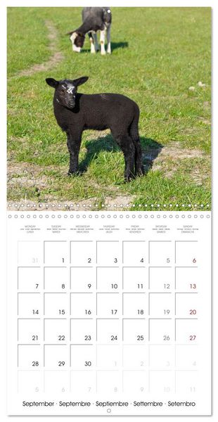 Produktbild: The wonderful world of sheep (Wall Calendar 2026 12 &times; 12 Inch) CALVENDO 12 Month Wall Calendar