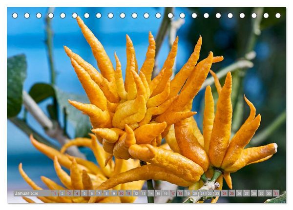Produktbild: Bio Zitrus Garten (Tischkalender 2026 DIN A5 quer), CALVENDO Monatskalender