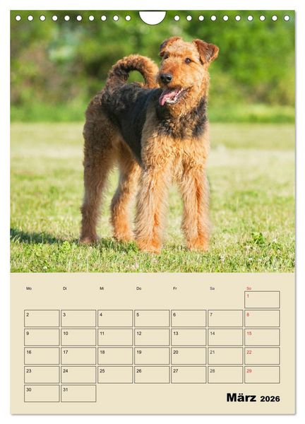 Produktbild: Airedale Terrier - Temperament auf 4 Pfoten (Wandkalender 2026 DIN A4 hoch), CALVENDO Monatskalender