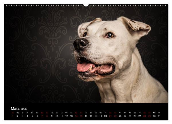 Produktbild: DOGO ARGENTINO (Wandkalender 2026 DIN A2 quer), CALVENDO Monatskalender
