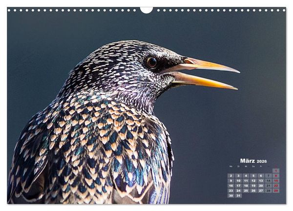 Produktbild: NATUR PUR - Singv&ouml;gel ganz nah (Wandkalender 2026 DIN A3 quer), CALVENDO Monatskalender