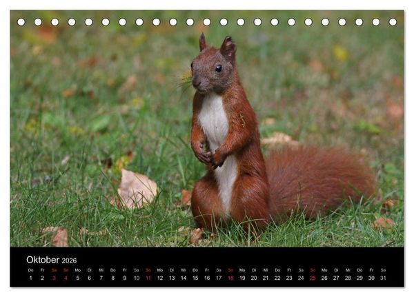Produktbild: Artist im Garten. Das Eichh&ouml;rnchen (Tischkalender 2026 DIN A5 quer), CALVENDO Monatskalender