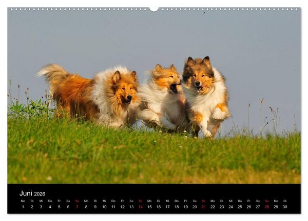 Produktbild: Faszination Collie 2026 (Wandkalender 2026 DIN A2 quer), CALVENDO Monatskalender
