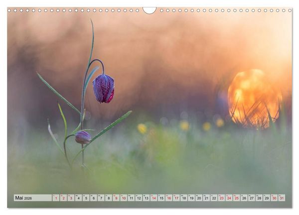Produktbild: M&auml;rchenwelt der Wildblumen (Wandkalender 2026 DIN A3 quer), CALVENDO Monatskalender
