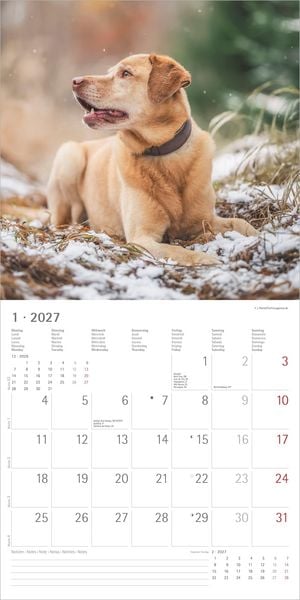 Produktbild: Labrador Retriever 2027